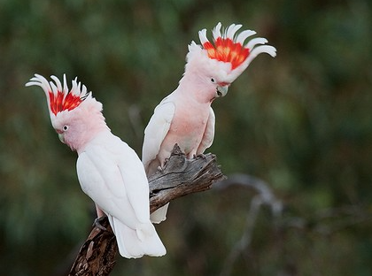 Most Beautifully Crowned Birds in the World