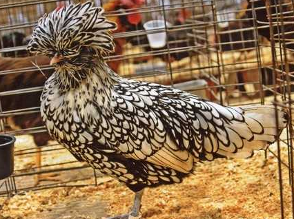 Most Beautifully Crowned Birds in the World