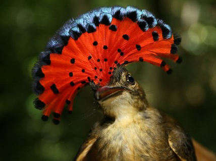 Most Beautifully Crowned Birds in the World
