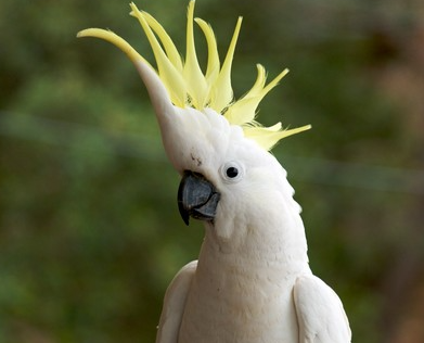 Most Beautifully Crowned Birds in the World