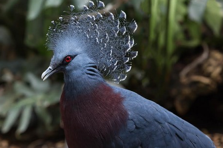 Most Beautifully Crowned Birds in the World