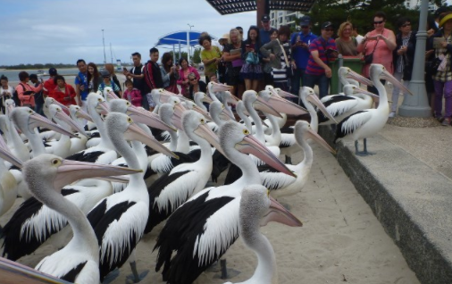 10 Exciting Things to do in Gold Coast
