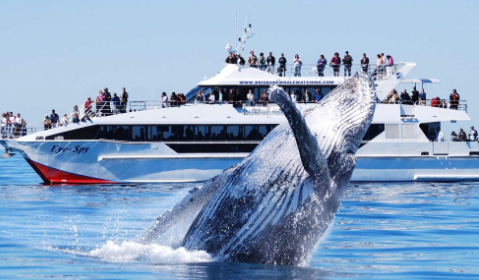 10 Exciting Things to do in Gold Coast