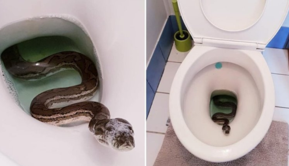 How to stop snakes from your home