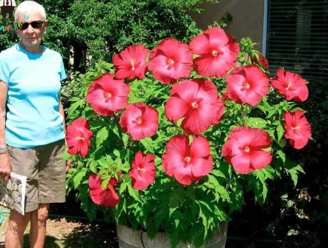 Top 10 Biggest Flowers in the World and Sizes