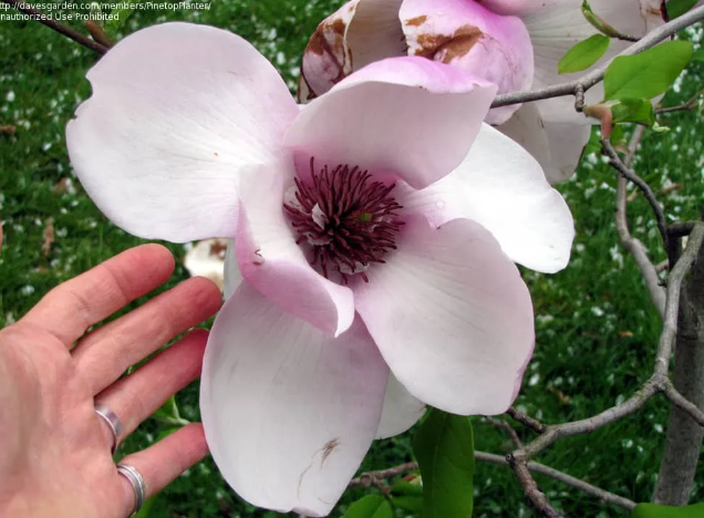 Top 10 Biggest Flowers in the World and Sizes