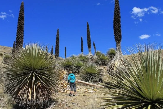 Biggest Flowers in the World