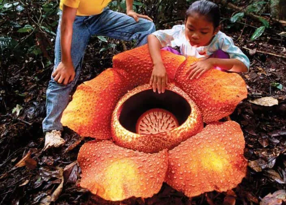  Biggest Flowers in the World