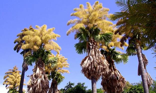 Biggest Flowers in the World