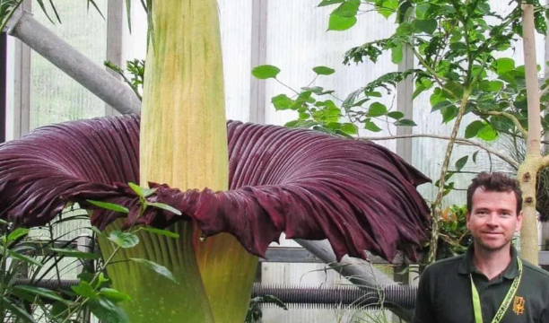 Biggest Flowers in the World