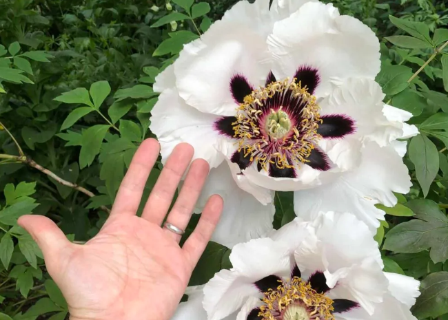 Top 10 Biggest Flowers in the World