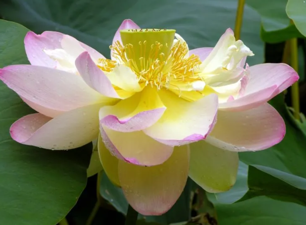 Top 10 Biggest Flowers in the World and Sizes
